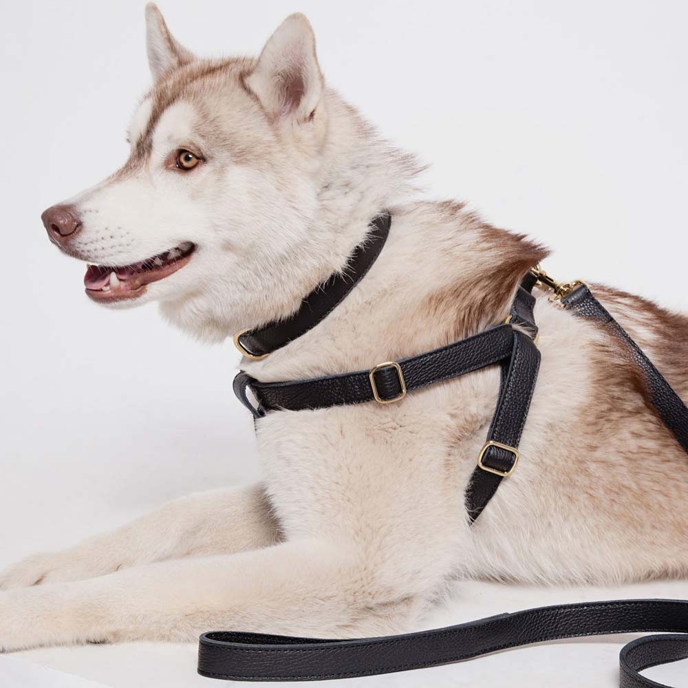 Leather Dog Collar - Black - Image 9