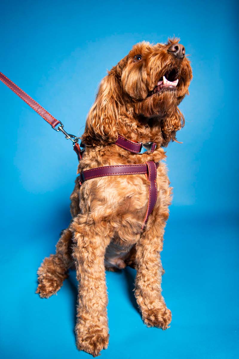 Leather Dog Collar - Dark Purple and Coral - Image 7