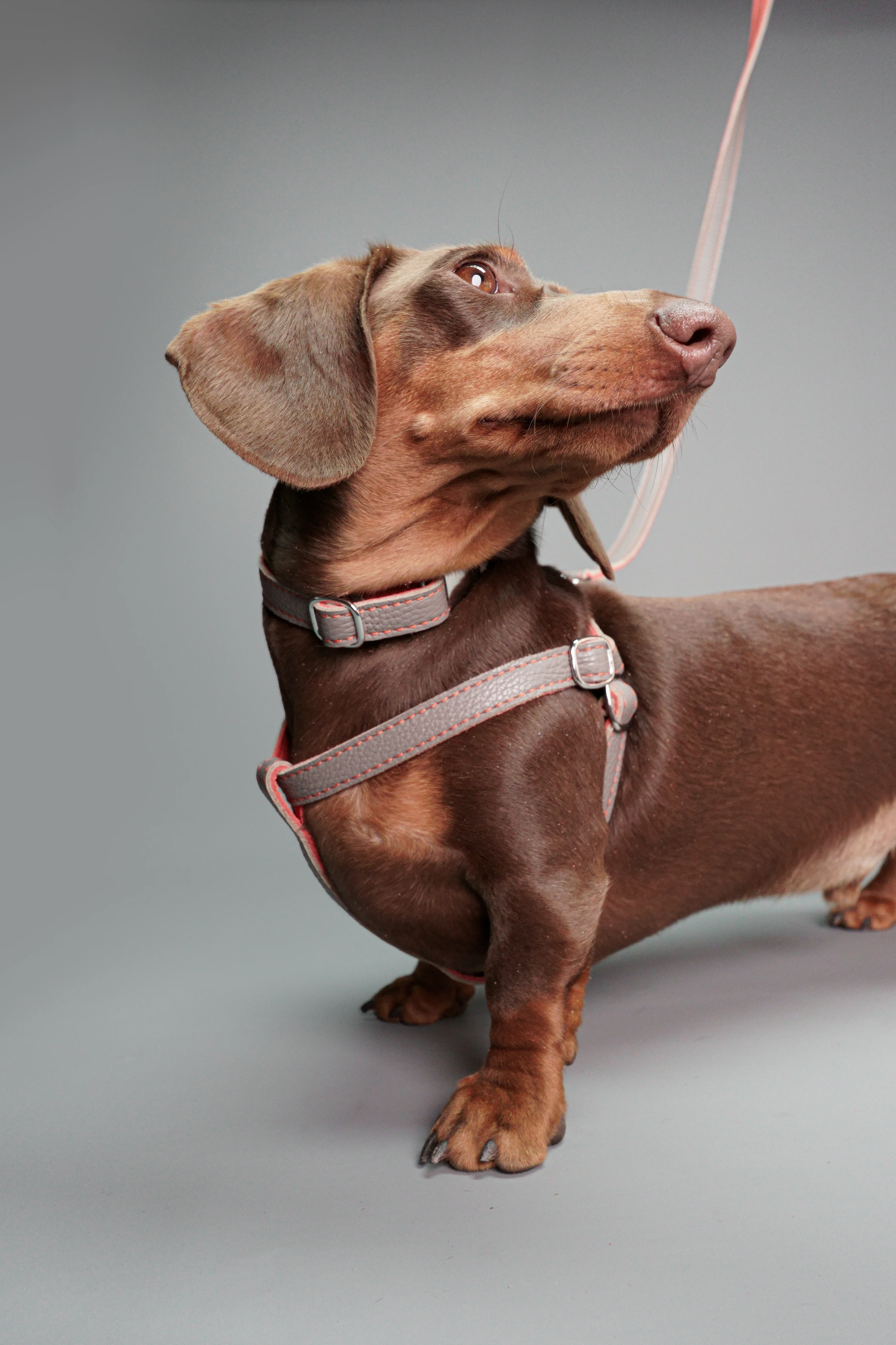 Leather Dog Collar - Grey and Coral - Image 9