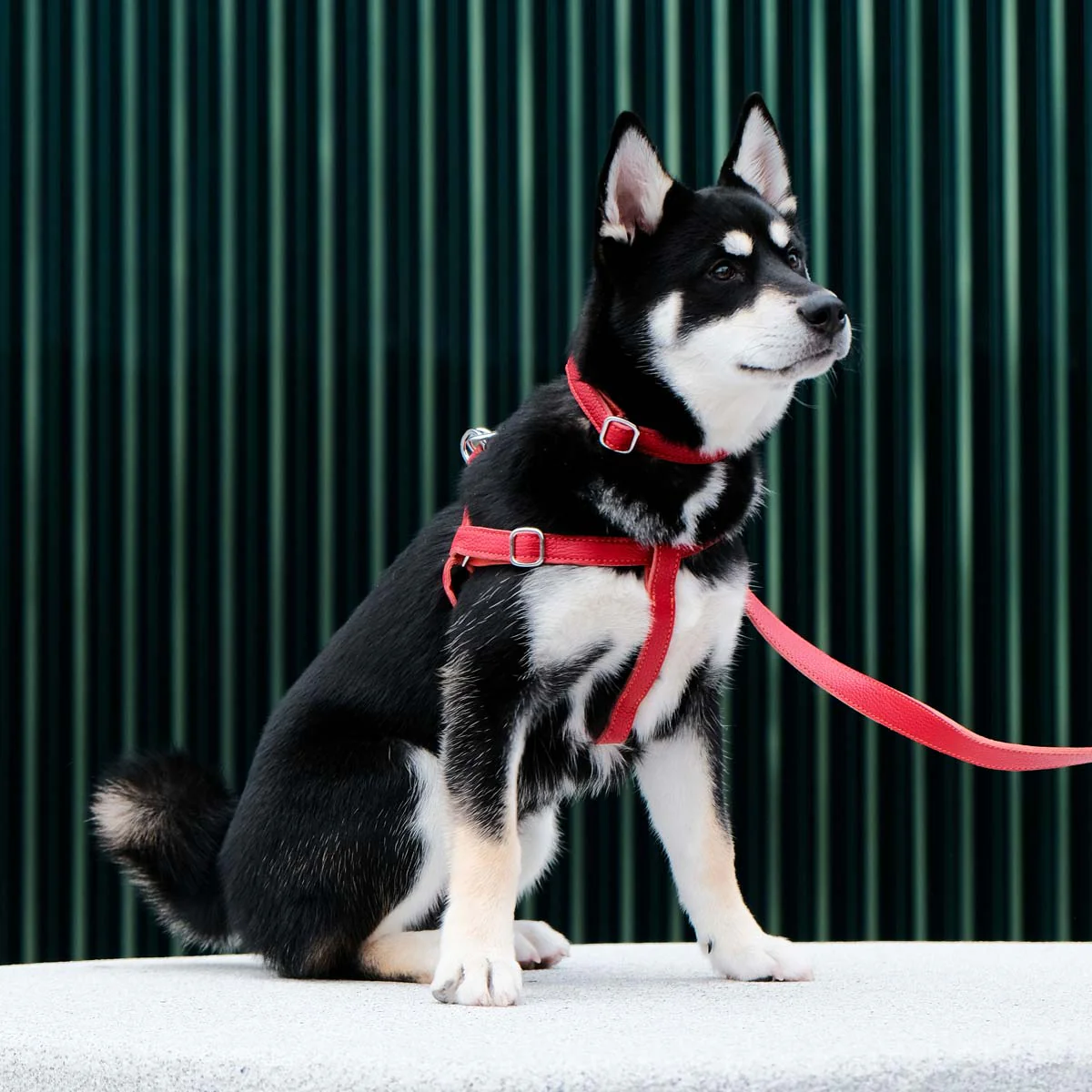 Leather Dog Harness - Red and Coral - Image 5