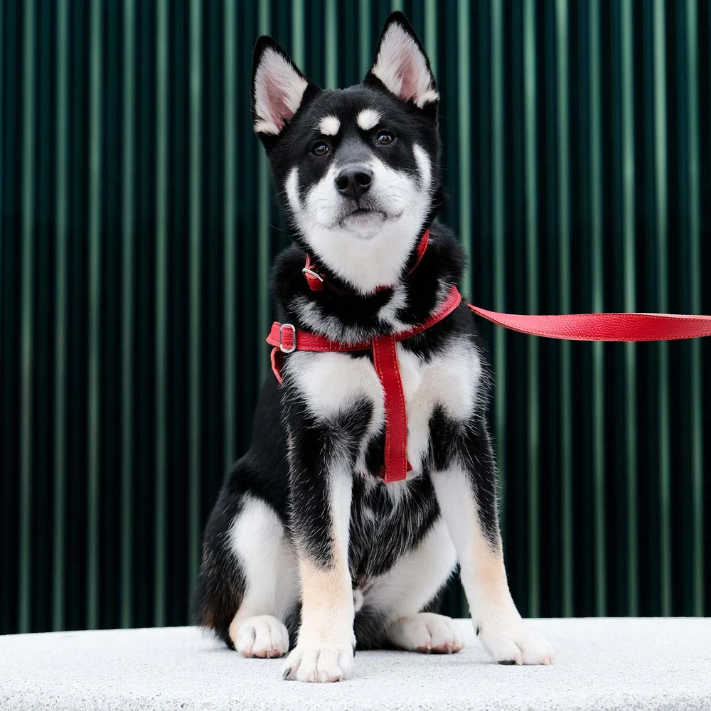 Leather Dog Harness - Red and Coral - Image 6