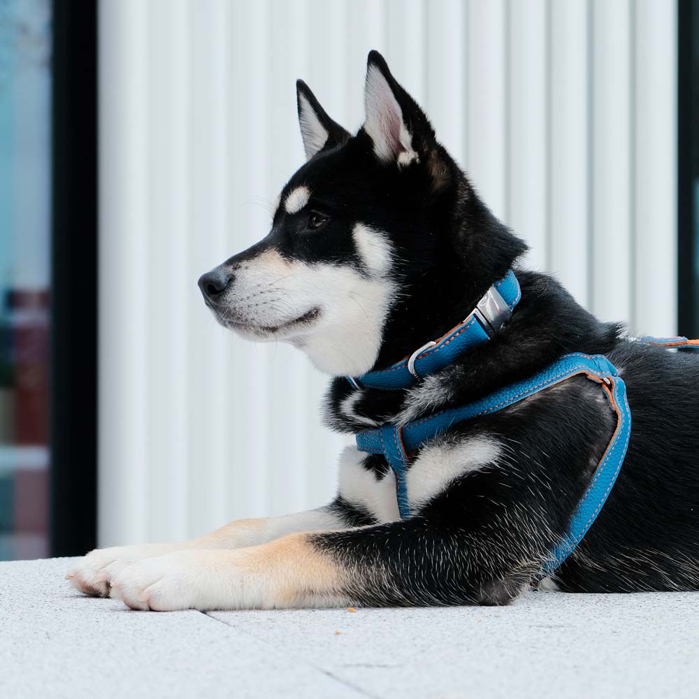 Leather Dog Lead - Blue and Orange - Image 3